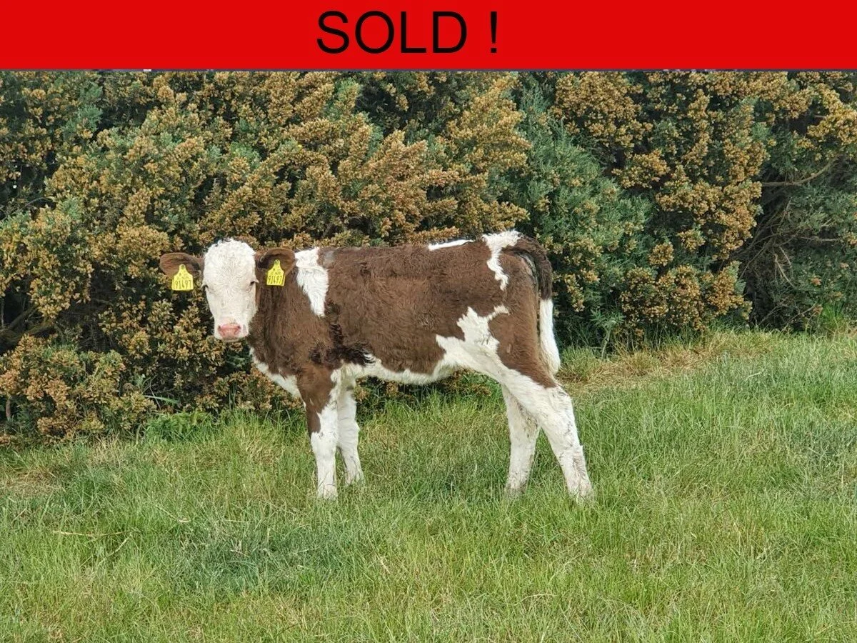 Five Continentals On Grass