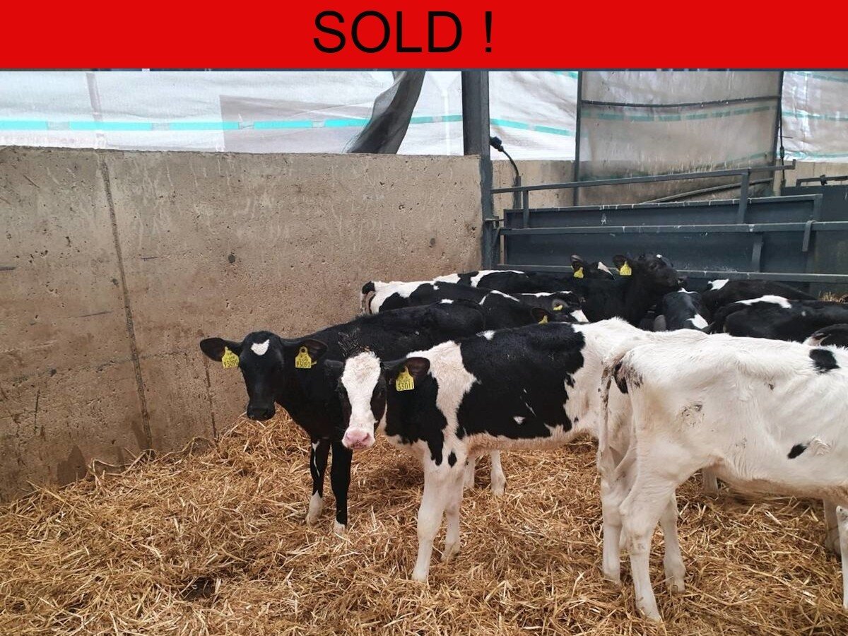 Twelve Pedigree Non Registered Freisian Heifers 