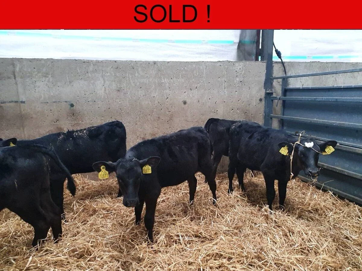 Six Aberdeen Angus Heifers 