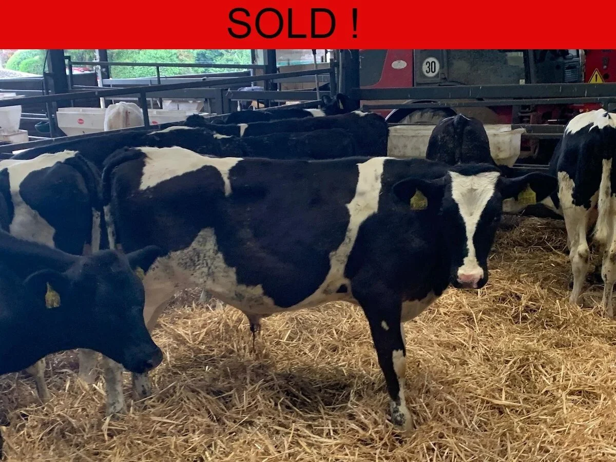 Forty Freisian Bulls 