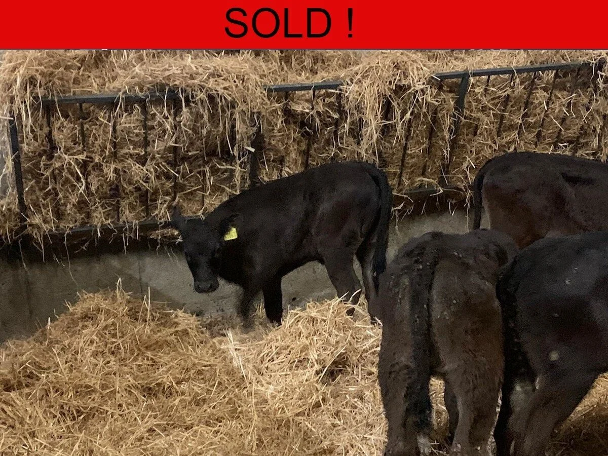 Eight Proper Limousine Heifers 