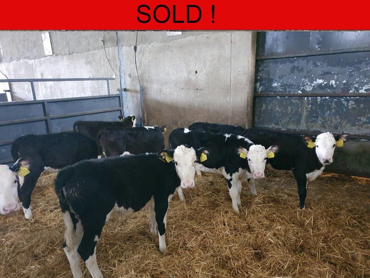 Twelve Hereford Heifers 