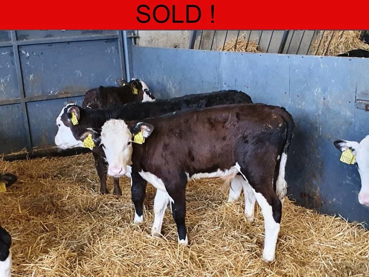 Fifteen Hereford Bulls