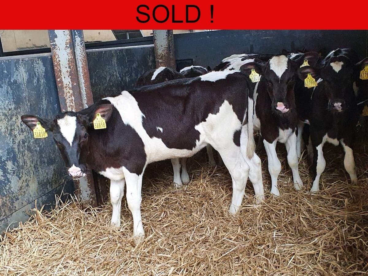 Ten Freisian Heifers