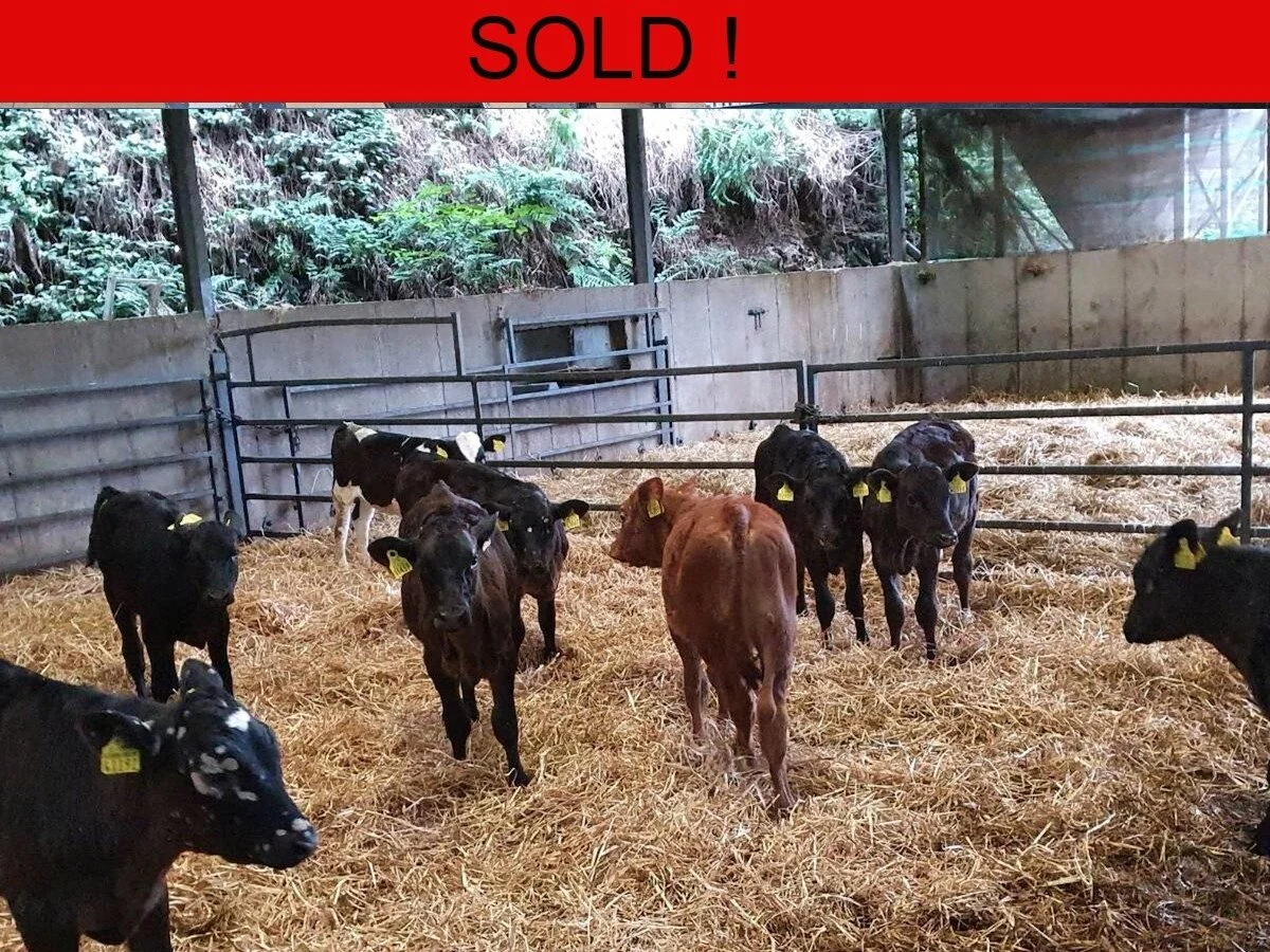 Ten Quality Limousine/ Aubrac Heifers 