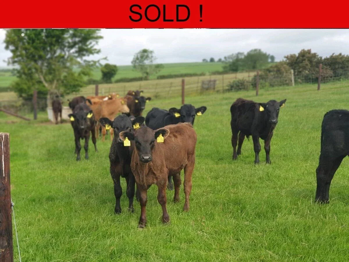 Twelve Aberdeen Angus and Three Limousine bull calves