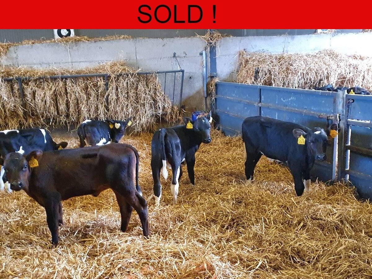 Seven Well Bred Freisian Heifers