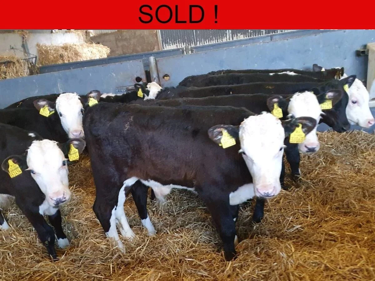 Fifteen Proper Bull Calves