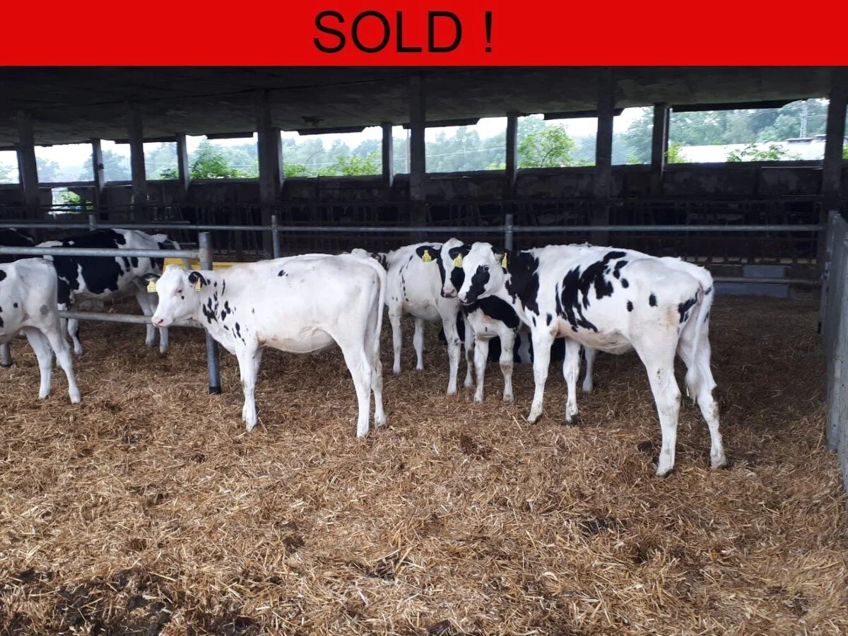 PEDIGREE GERMAN HEIFER CALVES FOR SALE