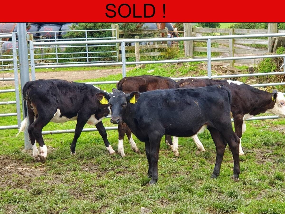 Ten Hereford Heifer Calves 