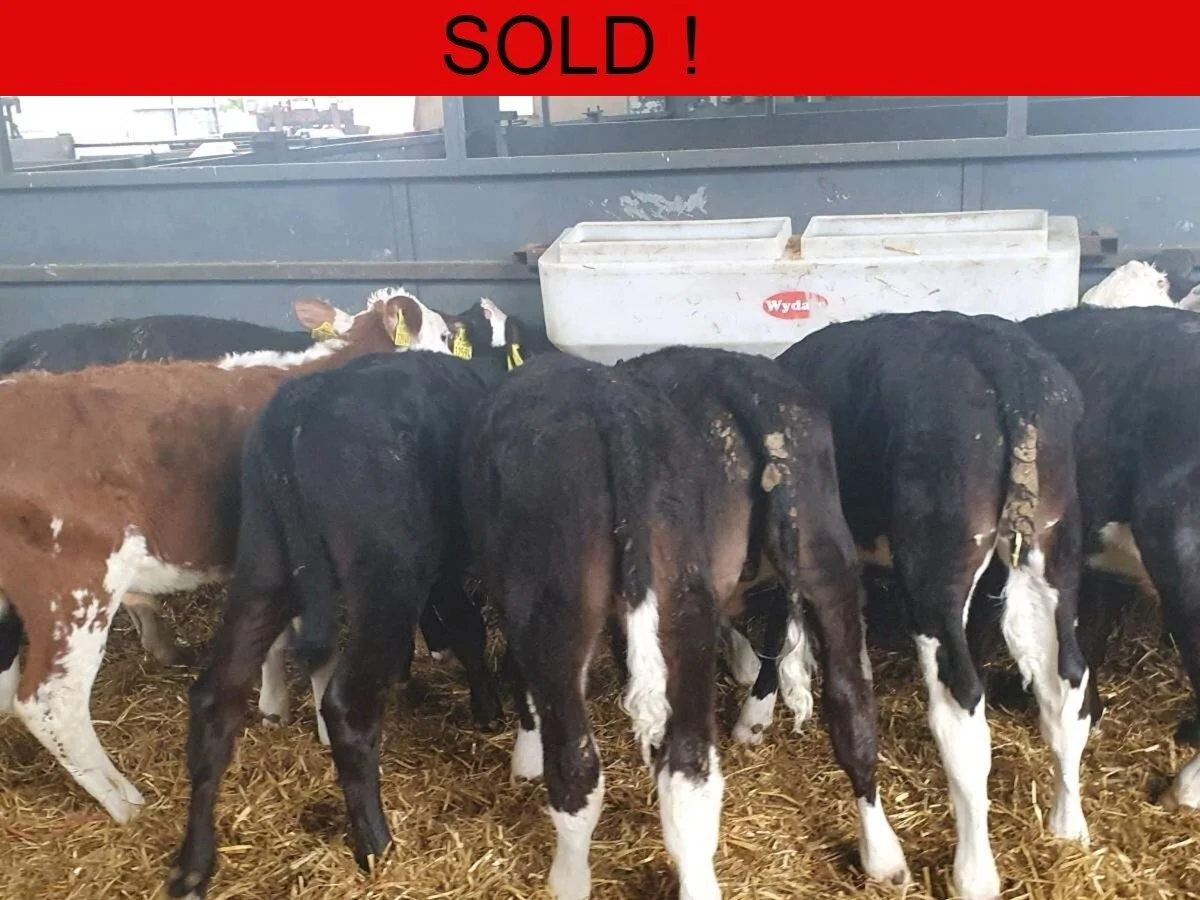 Twelve Hereford Angus Bull Calves 