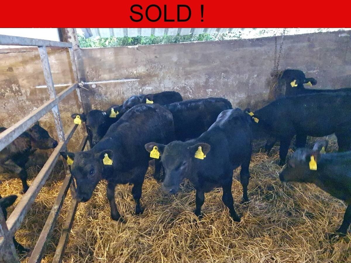 Ten Quality Aberdeen Angus Heifers 