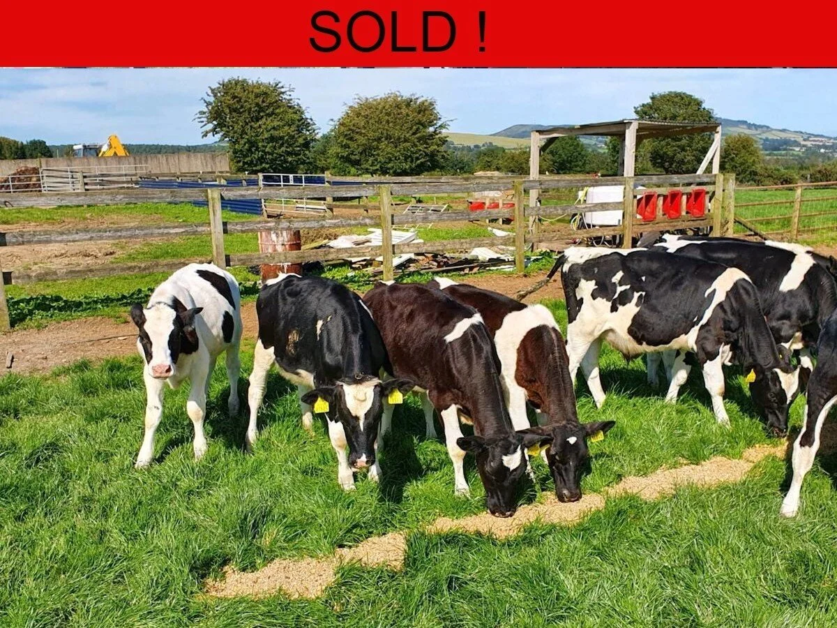 Fourteen Freisian Bulls 