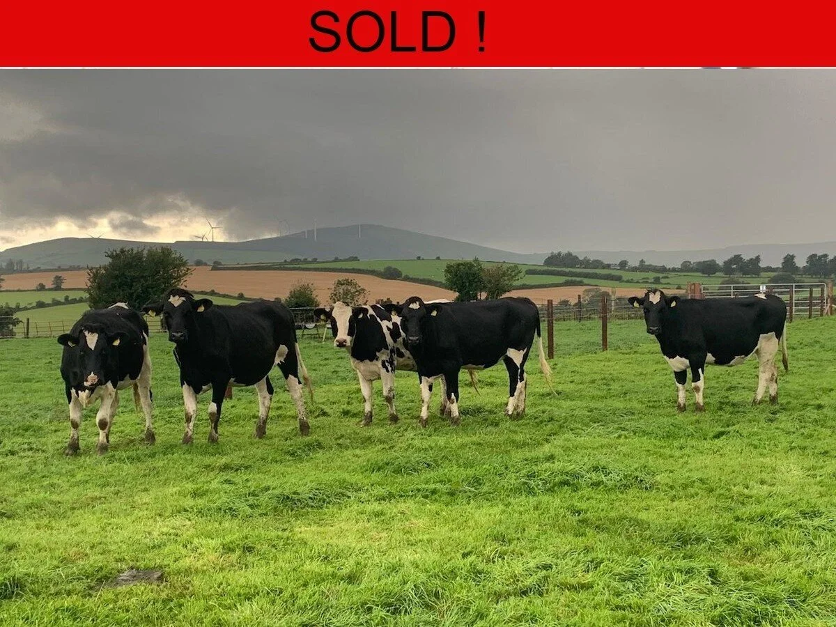 Five In Calf Heifers