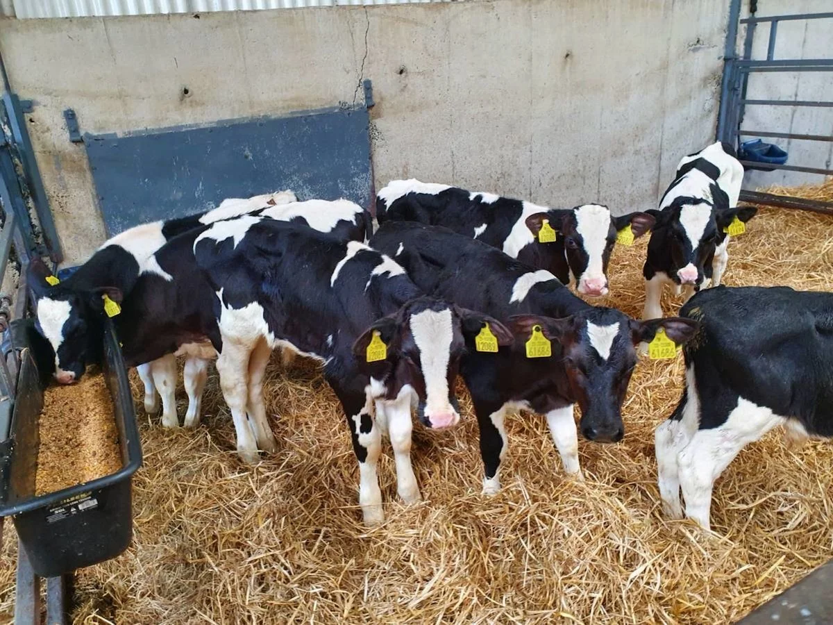 2000 Strong Bull Calves Wanted