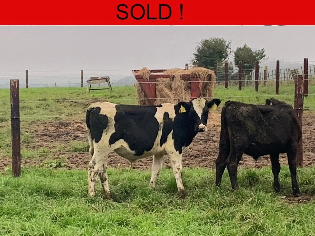 Sixteen Friesian Bull Calves 