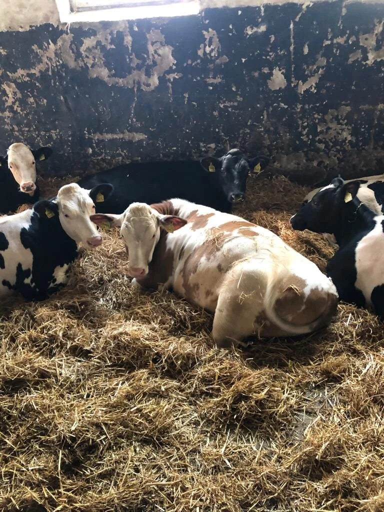 German Holstein cross fleckvieh heifers for sale