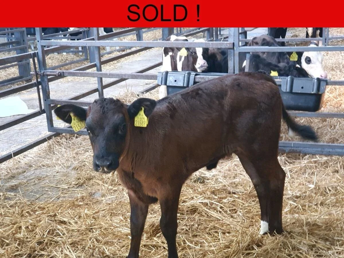 One Super Limousine Heifer 