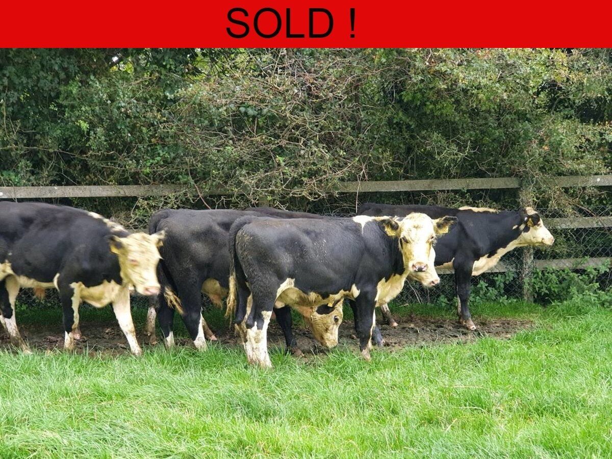 Ten Hereford Bulls Weanlings 