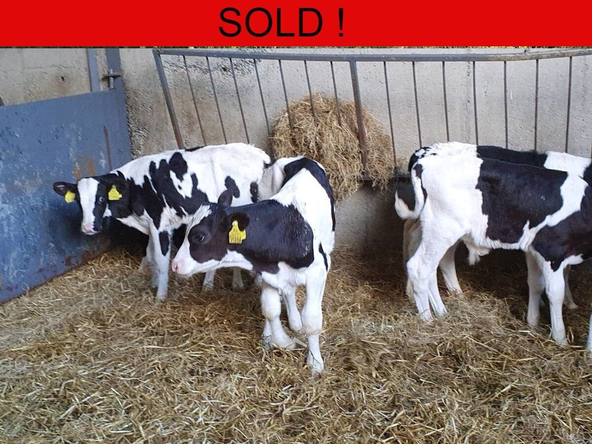 Seven Friesian Bulls 