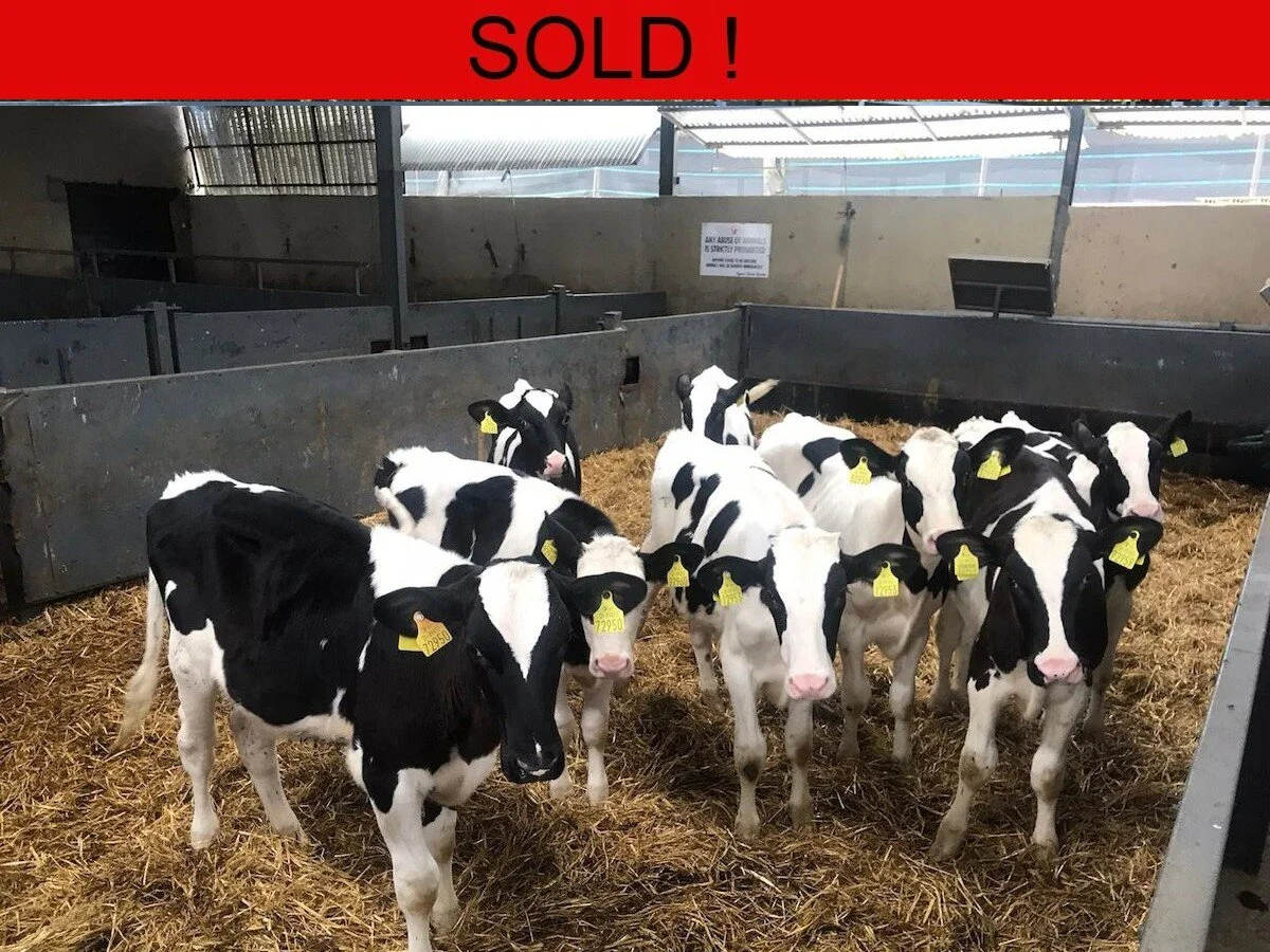 Ten Friesian Bullocks For Sale 