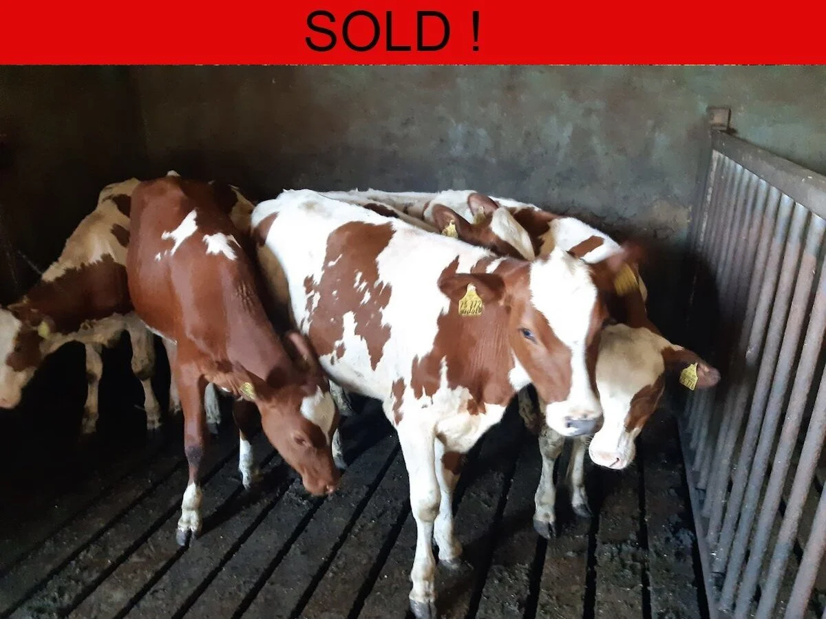 Eighty Pedigree German Heifers