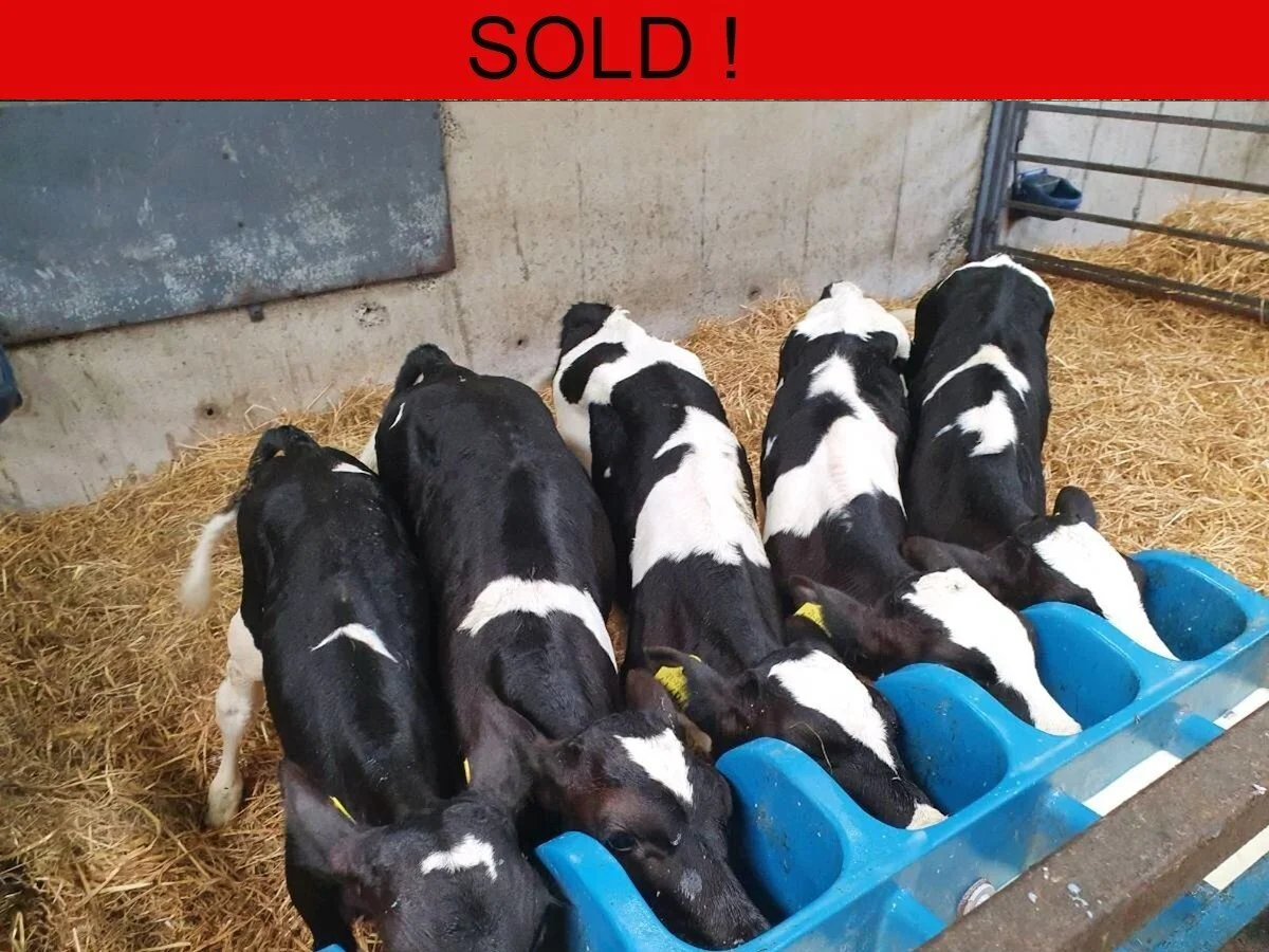 Seven Friesian Bulls 