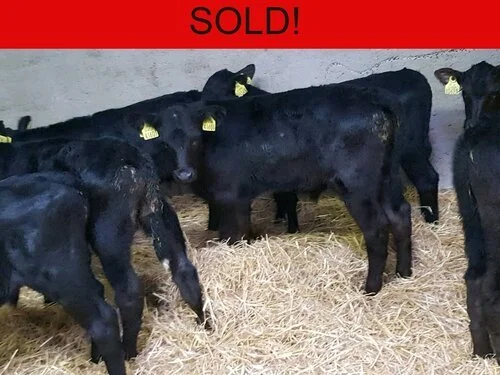 **SOLD** 10 ABERDEEN ANGUS BULL CALVES