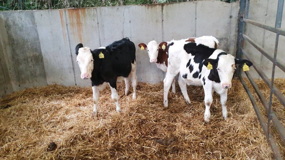 Twelve Fleckvieh Cross Heifers 