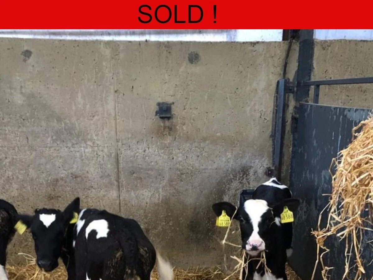 Twenty Friesian Heifers Calves @ 8500-9500 Litres
