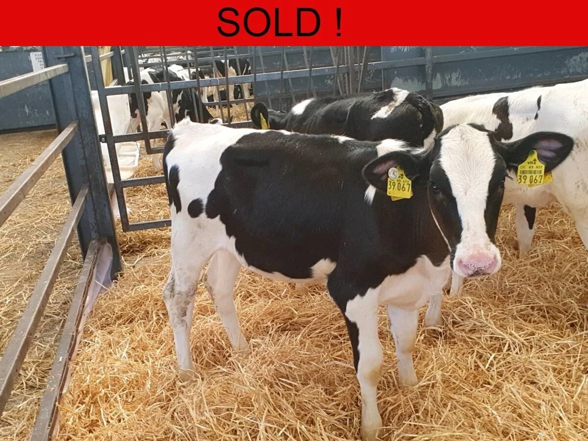 Thirty German Pedigree Holstein Friesians 