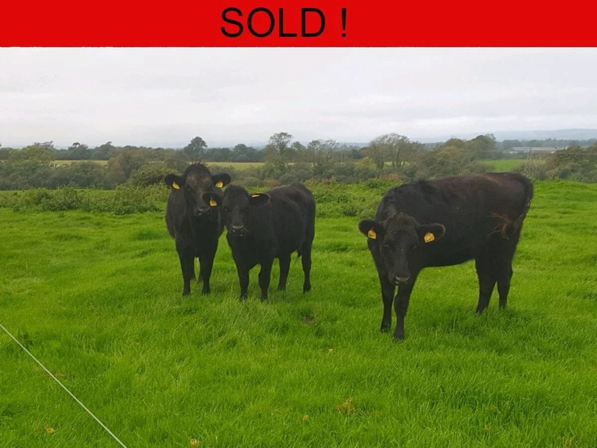 Five Aberdeen Angus Heifers