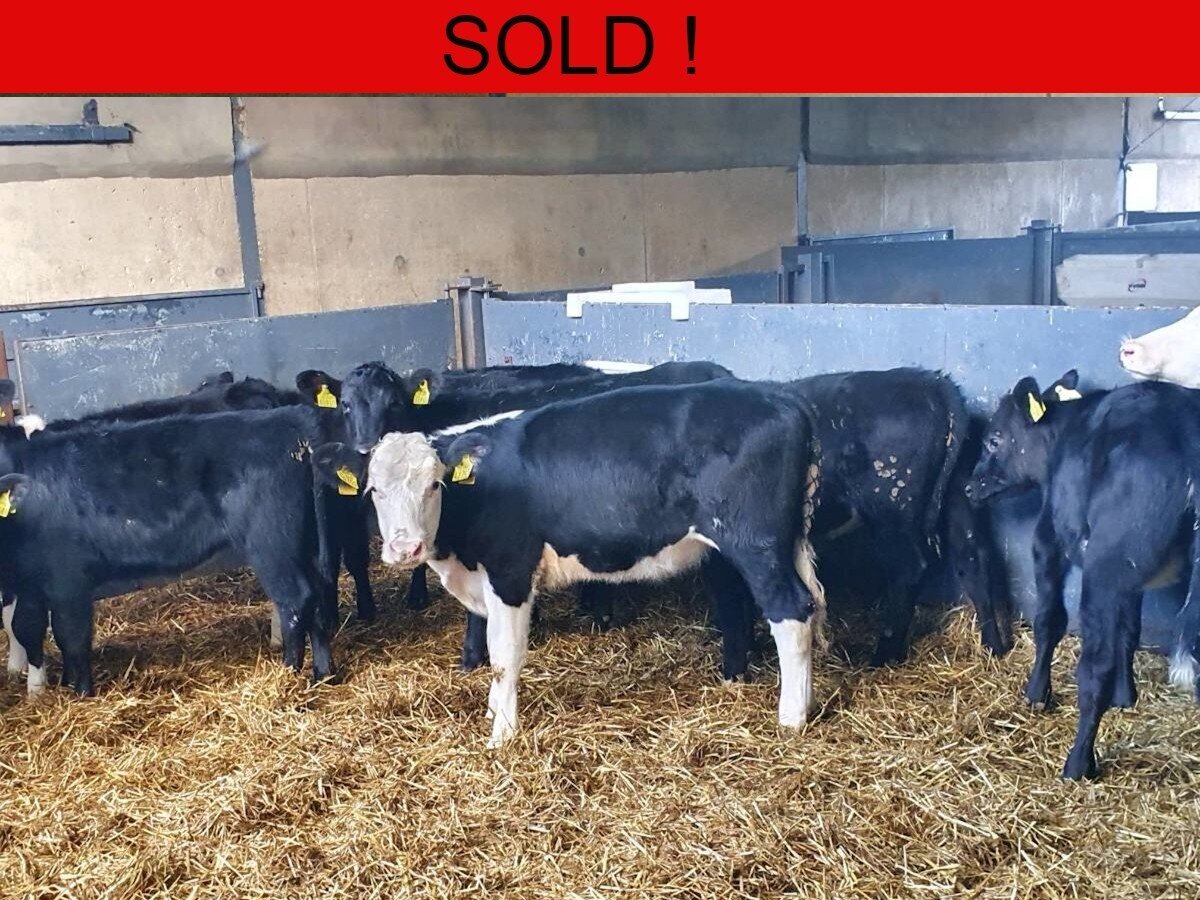 Ten Hereford / Aberdeen Angus Heifers 