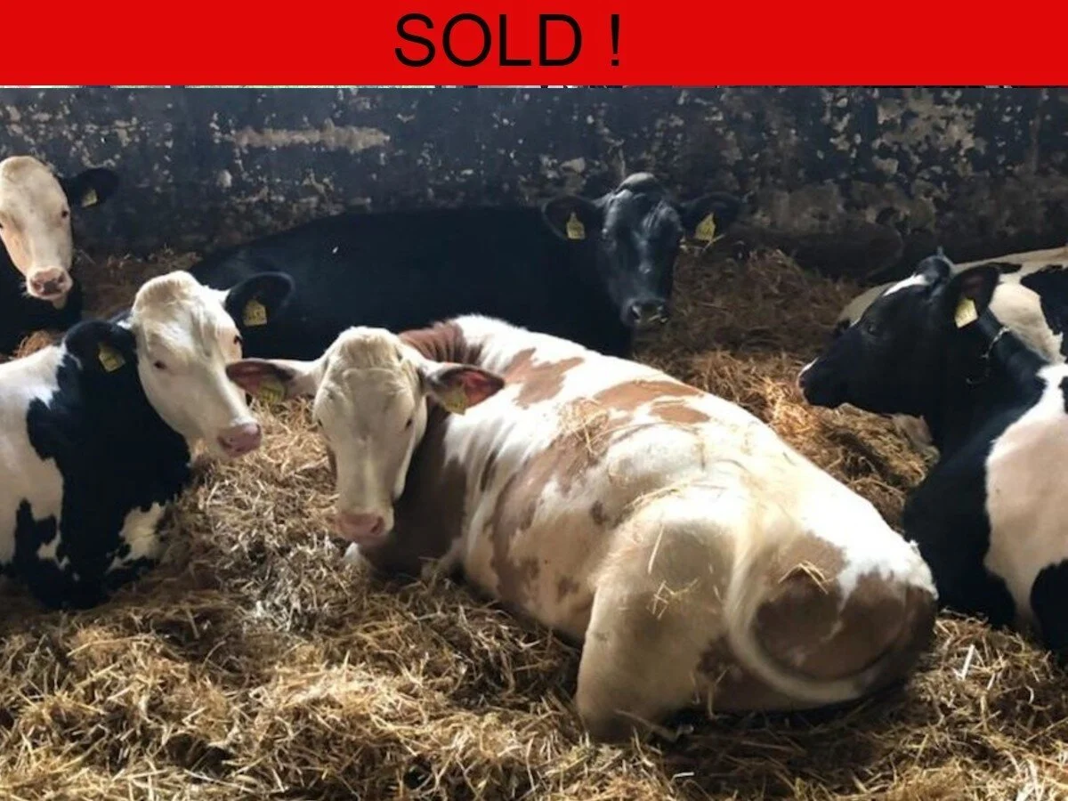 Sixty German Holstein Cross Fleckvieh Heifers