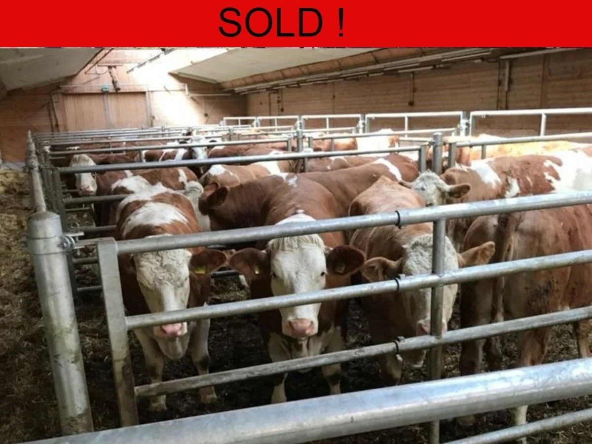 Twenty German Fleckvieh Incalf Heifers 