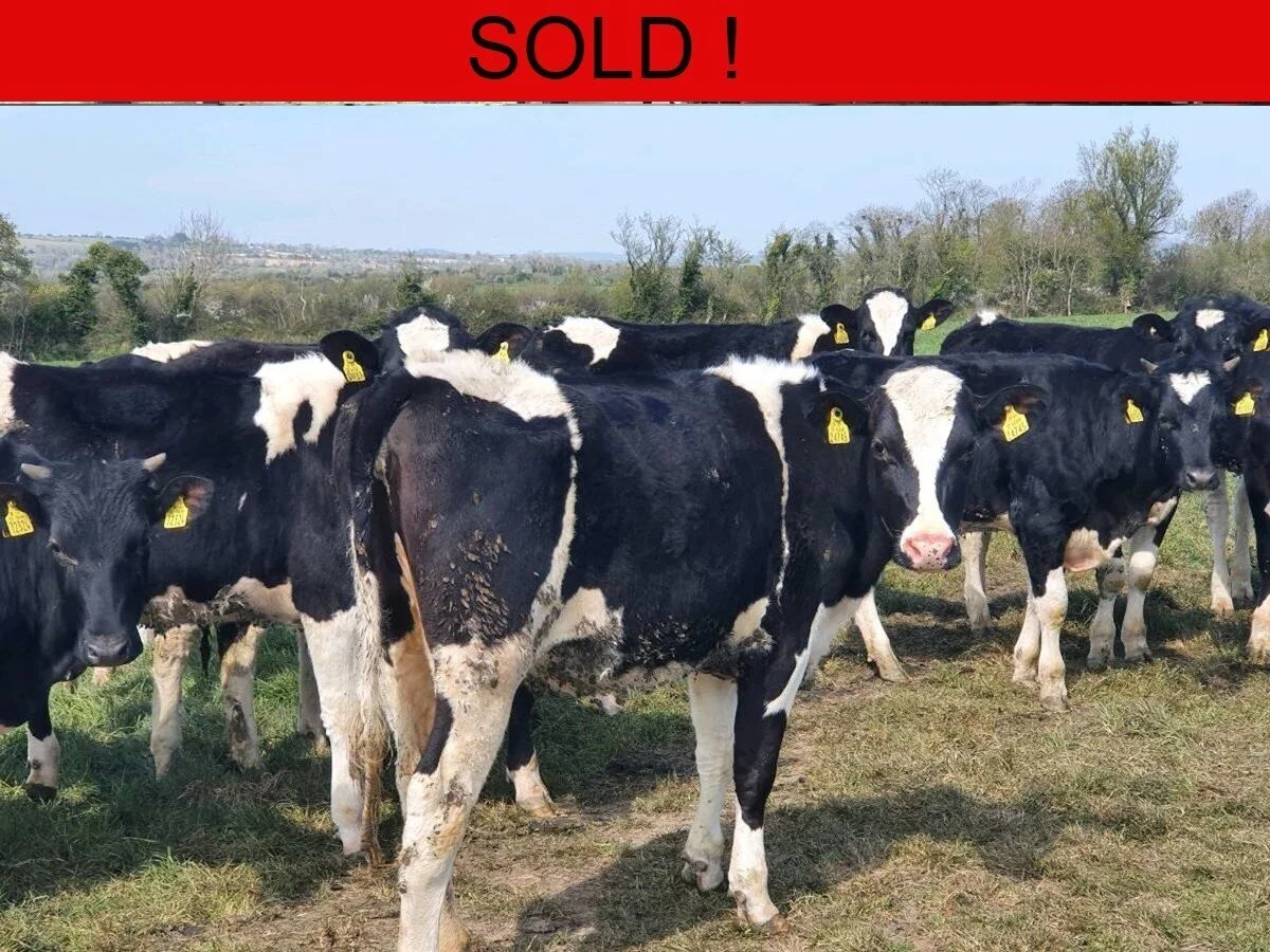 One Hundred Well Bred Bulling Heifers