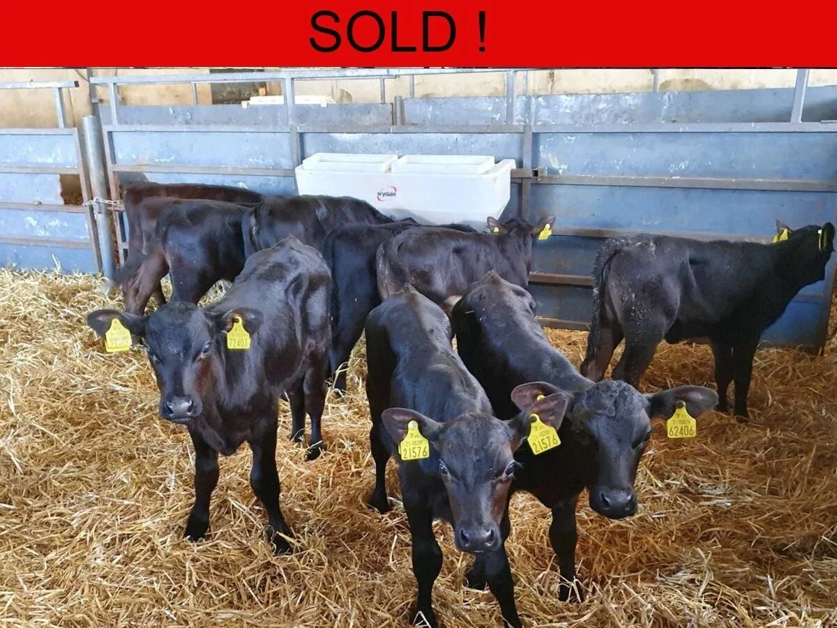 Calves — Livestock Wicklow Calf Company