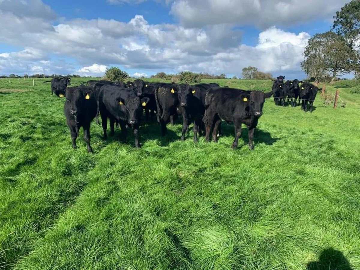 Aberdeen Angus Heifers Wanted 