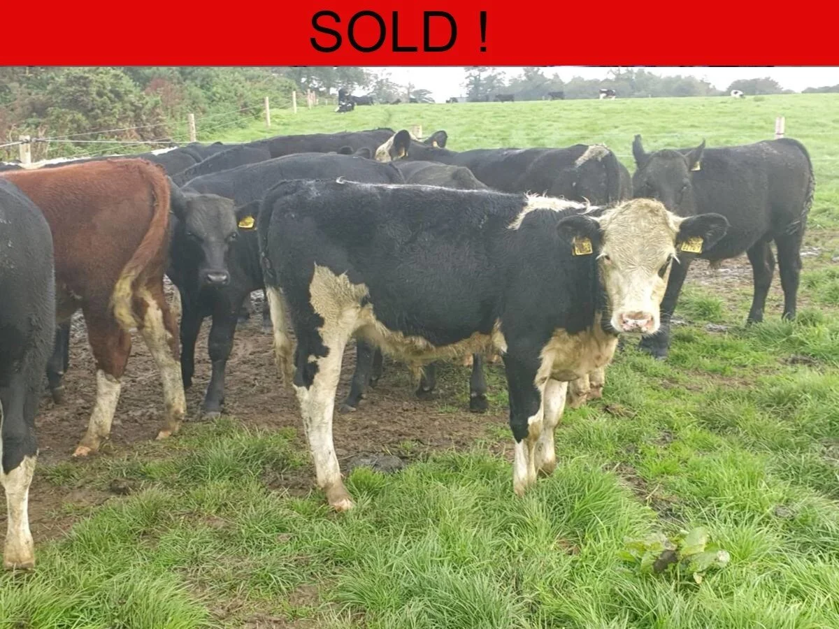 Twenty Four Quality Bull Weanlings 