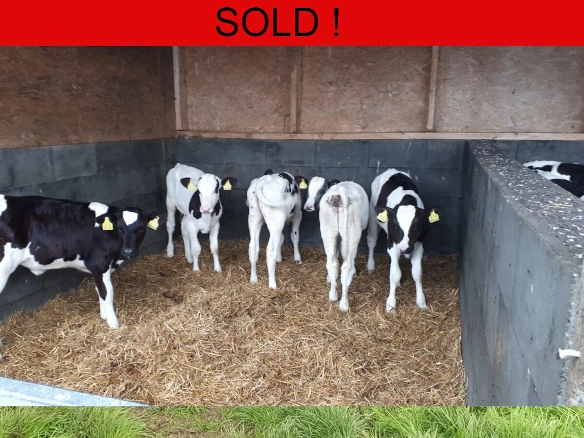 150 Pedigree German Holstein Friesian Heifers 