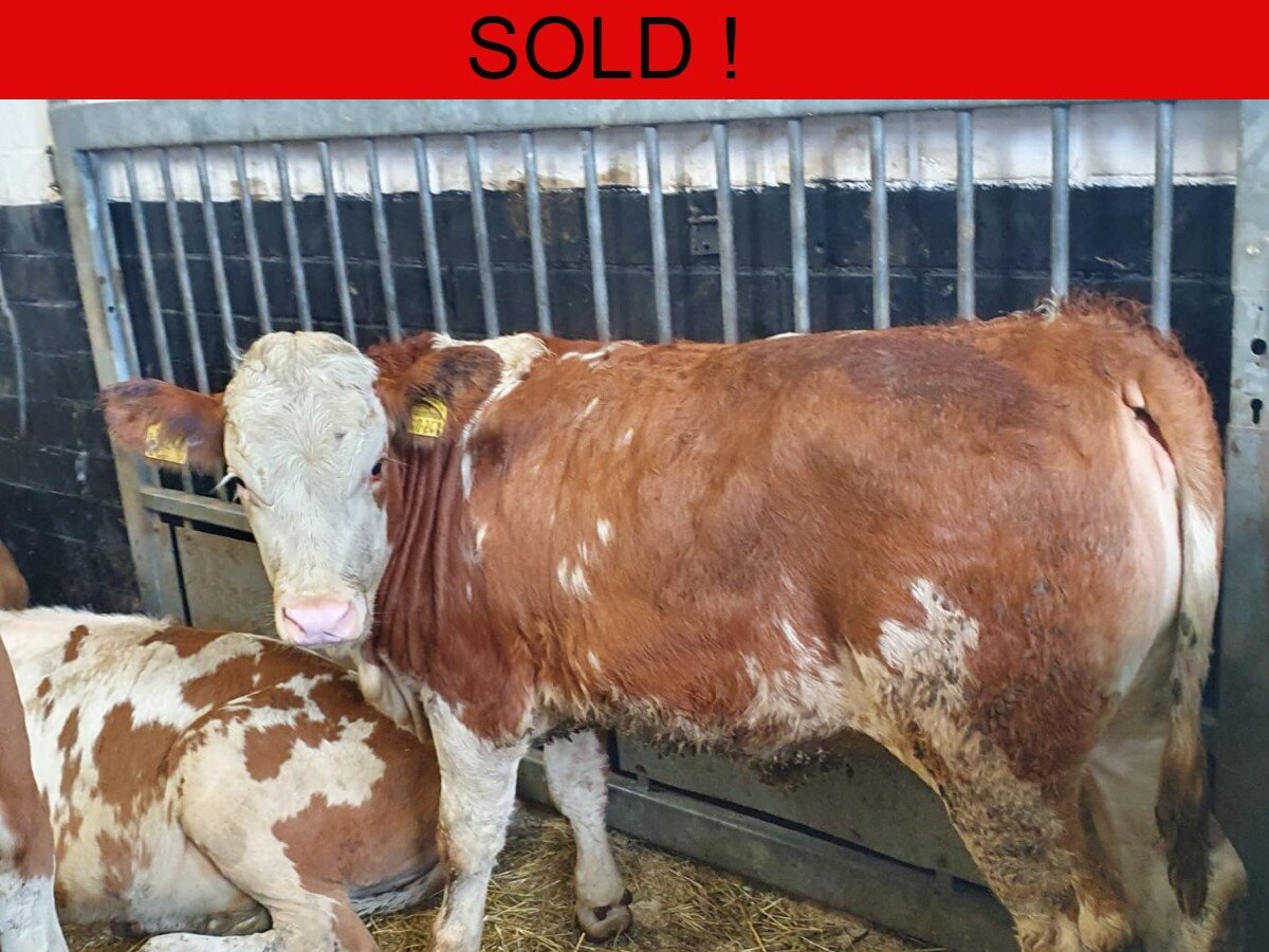 Twenty Five Pedigree German Fleckvieh Heifers