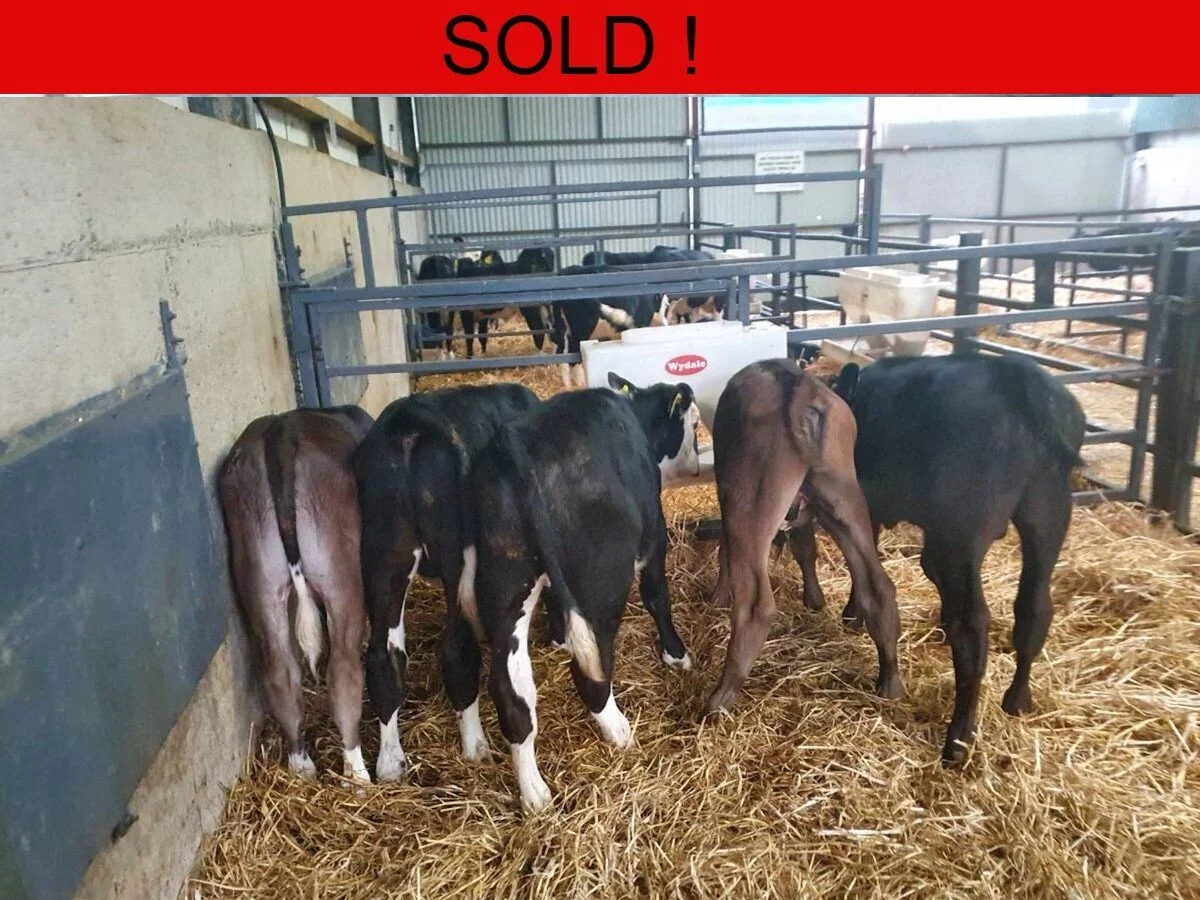 Five Quality Bulls Calves 