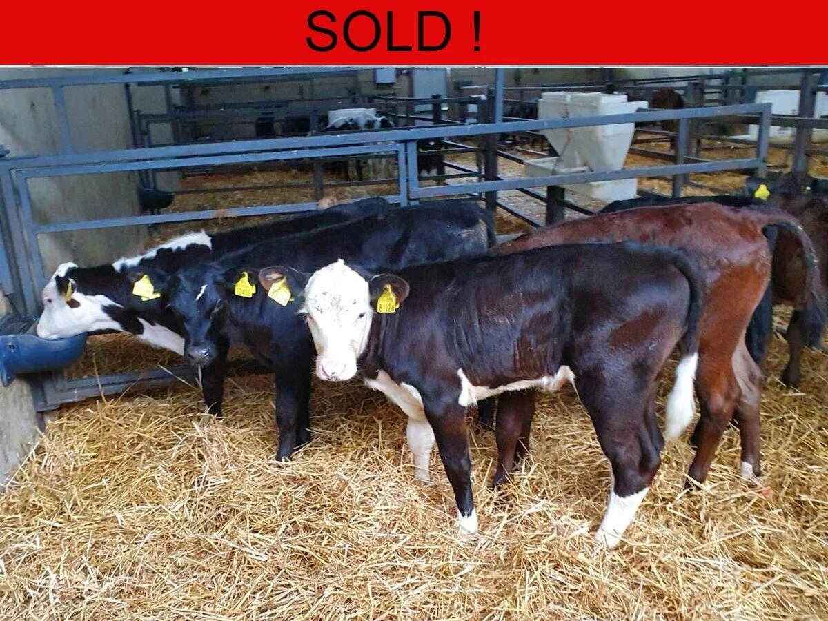 Six Quality Heifer Calves 