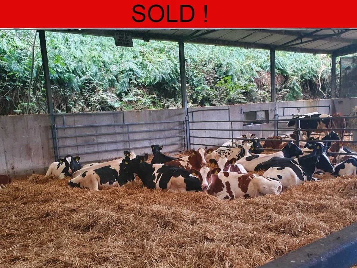 Fourteen Pedigree German Heifers