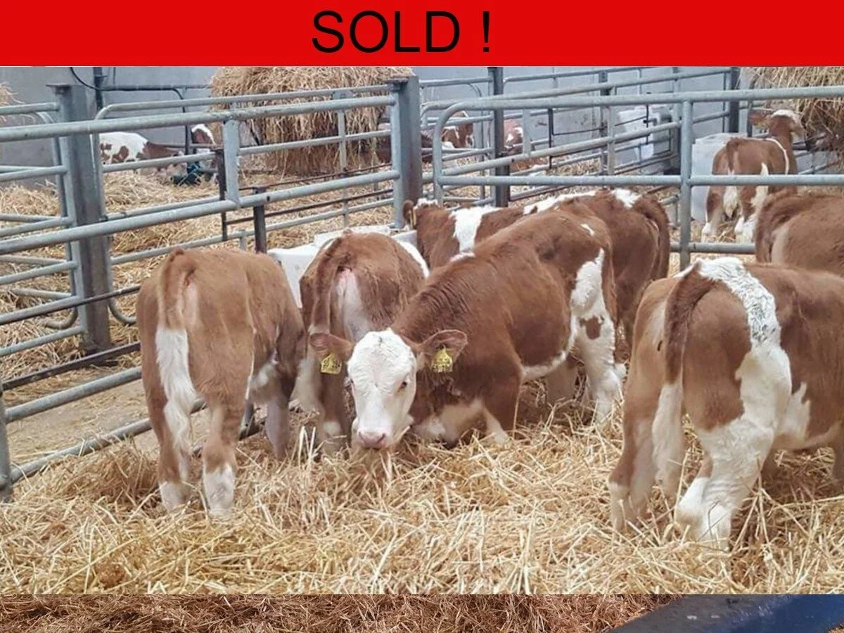 Pedigree German Fleckvieh Calves  