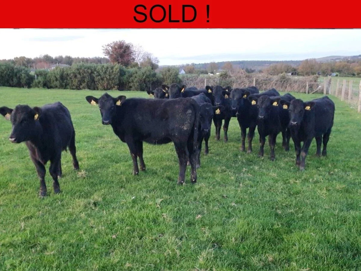 Ten Aberdeen Angus Heifers 