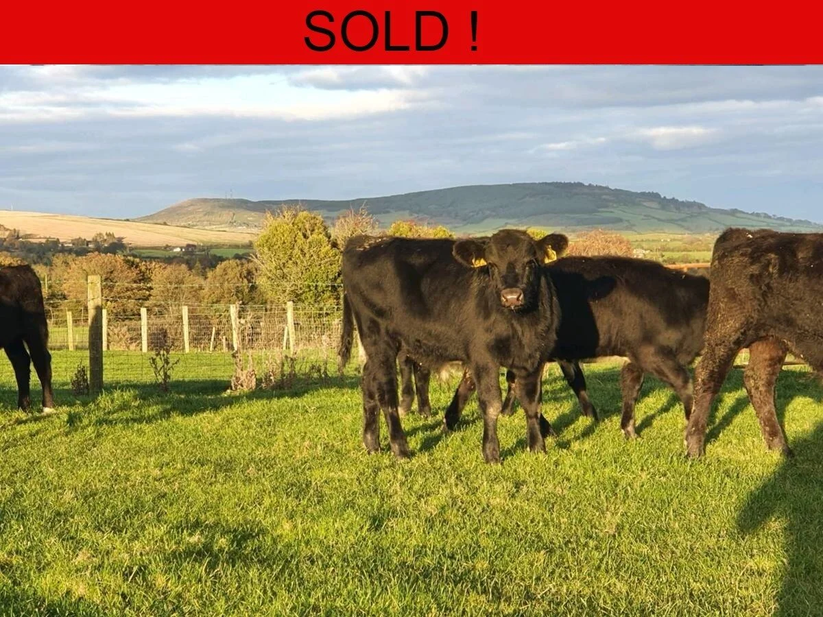 Twenty Seven Aberdeen Angus Bulls 