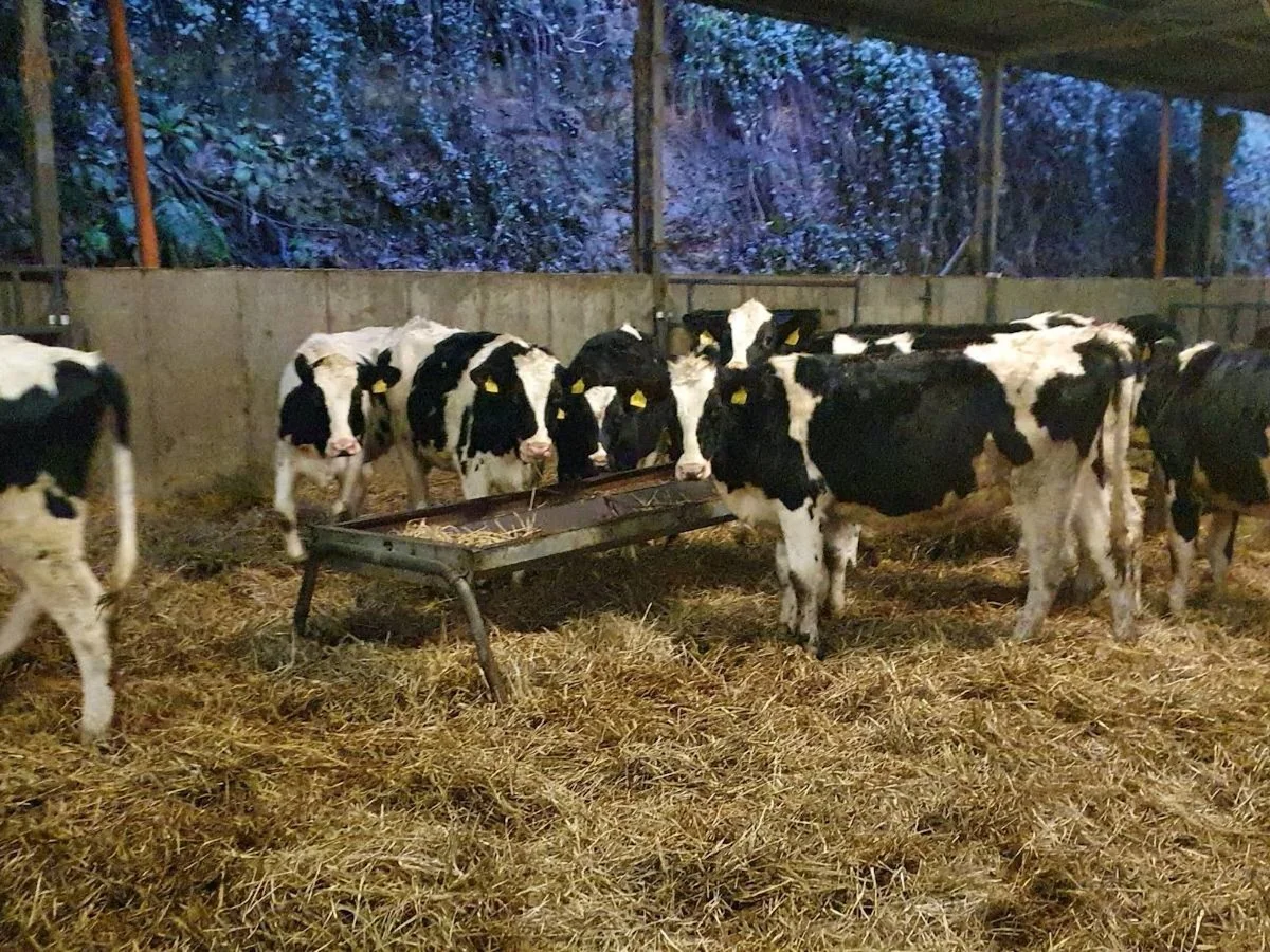 Spring Born Friesian Heifers Wanted