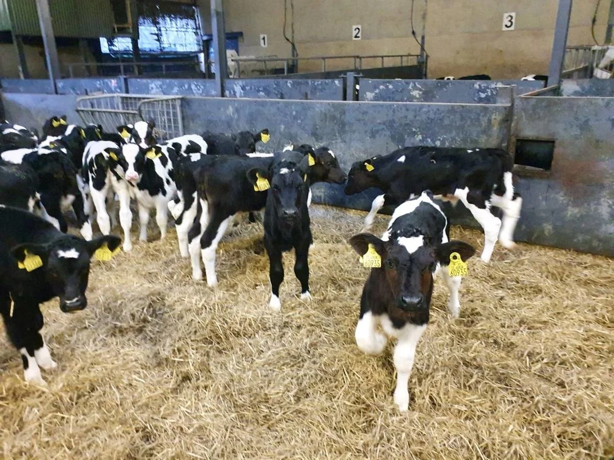 Calves wanted for export