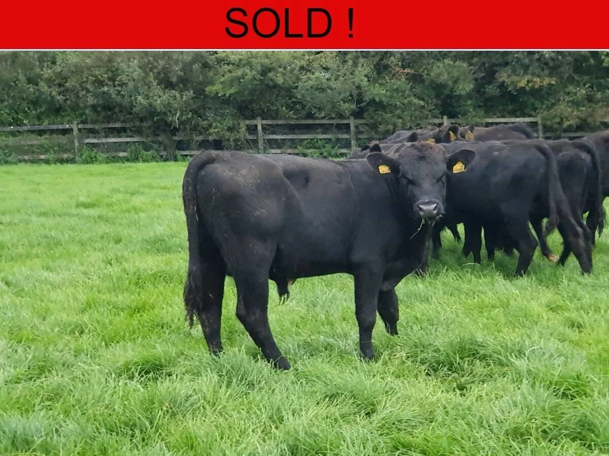 Twenty Aberdeen Angus Bulls 